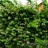 Жимолость каприфоль, Lonicera caprifolium - Жимолость каприфоль, Lonicera caprifolium, зеленая стенка.