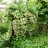 Жимолость каприфоль, Lonicera caprifolium - Жимолость каприфоль, Lonicera caprifolium, на изгороди.