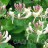Жимолость каприфоль, Lonicera caprifolium - Жимолость каприфоль, Lonicera caprifolium, цветки.
