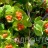 Жимолость каприфоль, Lonicera caprifolium - Жимолость каприфоль, Lonicera caprifolium, ягоды.