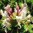 Жимолость каприфоль, Lonicera caprifolium - Жимолость каприфоль, Lonicera caprifolium, цветок.