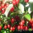 Гуми или лох многоцветковый "Урожайный Вавилова", Elaeagnus multiflora - Гуми или лох многоцветковый "Урожайный Вавилова", Elaeagnus multiflora