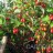 Гуми или лох многоцветковый "Урожайный Вавилова", Elaeagnus multiflora - Гуми или лох многоцветковый "Урожайный Вавилова", Elaeagnus multiflora, куст с ягодами.