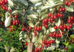 Гуми или лох многоцветковый "Урожайный Вавилова", Elaeagnus multiflora