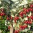 Гуми или лох многоцветковый "Урожайный Вавилова", Elaeagnus multiflora - Гуми или лох многоцветковый "Урожайный Вавилова", Elaeagnus multiflora, плодоношение.