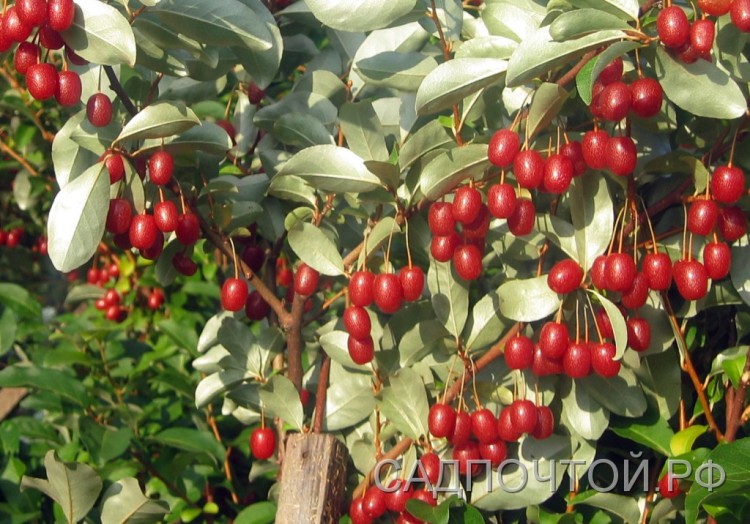 Гуми или лох многоцветковый &quot;Урожайный Вавилова&quot;, Elaeagnus multiflora Замечательный плодовый кустарник с Дальнего Востока с необычными и вкусными ягодами. Селекция Ботанического Сада Петра Великого, Петербург.
- Ягоды на длинных плодоножках, красные, похожие на вишню. Мякоть сочная, оригинального сладко-кислого вкуса, крайне отдаленно напоминающего вкус кизила.
- Высота взрослого растения около 1,5 - 2 метров.
- Созревание плодов растянуто - с середины июля до середины августа. 
- Растет  быстро.
- В Петербурге для надежной зимовки  рекомендуется укрытие надземной части растений и мульчирование корней.
Наше видео о гуми:
    
        
            
                                        

       
    
        
            
                                        