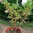 Гуми или лох многоцветковый "Урожайный Вавилова", Elaeagnus multiflora - Гуми или лох многоцветковый "Урожайный Вавилова", Elaeagnus multiflora, плодоносящий саженец в контейнере.