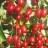 Гуми или лох многоцветковый "Урожайный Вавилова", Elaeagnus multiflora - Гуми или лох многоцветковый "Урожайный Вавилова", Elaeagnus multiflora, ягоды крупно.