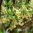 Гуми или лох многоцветковый "Урожайный Вавилова", Elaeagnus multiflora - Гуми или лох многоцветковый "Урожайный Вавилова", Elaeagnus multiflora, цветение.