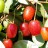 Гуми (лох многоцветковый), Elaeagnus multiflora - Gumi_berry_cadrpf.jpg