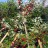Гуми (лох многоцветковый), Elaeagnus multiflora - Elaeagnus_multiflora_6jn.jpg