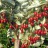 Гуми (лох многоцветковый), Elaeagnus multiflora - Elaeagnus_multiflora_7xj.jpg
