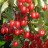 Гуми (лох многоцветковый), Elaeagnus multiflora - Elaeagnus_multiflora_berries_2z3.jpg