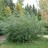 Ива розмаринолистная или сибирская, Salix rosmarinifolia - Ива розмаринолистная, Salix rosmarinifolia, общий вид
