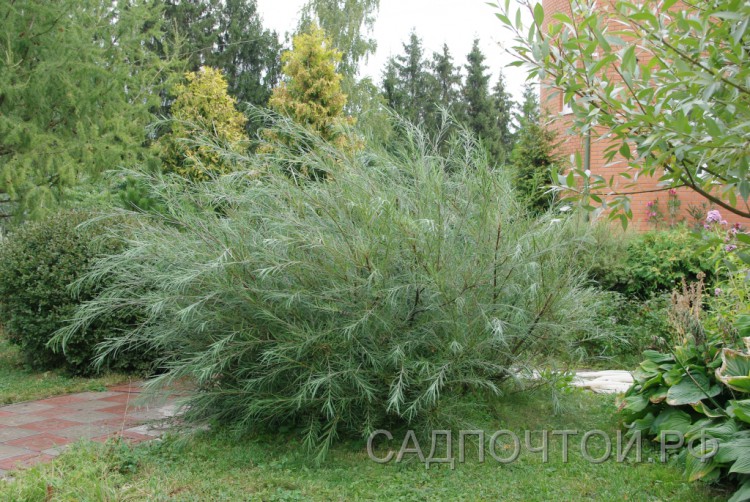 Ива розмаринолистная или сибирская, Salix rosmarinifolia