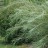 Ива розмаринолистная или сибирская, Salix rosmarinifolia - Ива розмаринолистная, Salix rosmarinifolia, строение ветвей 