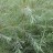 Ива розмаринолистная или сибирская, Salix rosmarinifolia - Ива розмаринолистная, Salix rosmarinifolia, листва