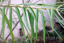 Ива "Шверина Улучшенная", Salix "Schwerina Ulutschennaja"