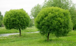 Ива ломкая, форма "Самостригущаяся" или "Буллата", Salix fragilis "Bullata"