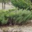 Можжевельник казацкий, Juniperus sabina, форма, образующая "плоскую" куртину - Можжевельник казацкий, Juniperus sabina, форма, образующая "плоскую" куртину