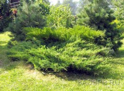 Можжевельник казацкий, Juniperus sabina, форма, образующая "плоскую" куртину