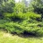 Можжевельник казацкий, Juniperus sabina, форма, образующая "плоскую" куртину - Juniperus sabina_low_1qjndte.jpg
