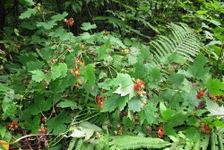 Малина боярышниколистная, Rubus crataegifolius