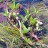 Вахта трехлистная или трилистник водяной  - Menyanthes trifoliata