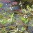 Вахта трехлистная или трилистник водяной  - Menyanthes trifoliata, цветение
