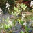 Вахта трехлистная или трилистник водяной  - Menyanthes trifoliata, вахта трехлистная или трилистник водяной