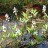 Вахта трехлистная или трилистник водяной  - Menyanthes trifoliata, вахта трехлистная или трилистник водяной в мае