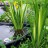 Ирис болотный, пестролистная форма - Iris_pseudacorus_variegata_pondj4v8.jpg
