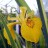Ирис болотный, пестролистная форма - Ирис болотный, пестролистная форма, цветок