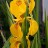 Ирис болотный, пестролистная форма - Iris_pseudacorus_variegata_flowerkms6.jpg