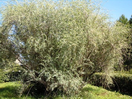 Ива Ледебура, Salix ledebouriana 
