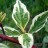 Дерен белый "Вариегата", Сornus alba "Variegata" - Дерен белый, "Сибирика Вариегата", Сornus alba "Sibirica Variegata", листья.
