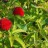 Малина соблазнительная или тибетская,  Rubus illecebrosus - Малина соблазнительная или тибетская, Rubus illecebrosus, плодоношение.
