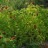 Малина соблазнительная или тибетская,  Rubus illecebrosus - Малина соблазнительная или тибетская, Rubus illecebrosus, общий вид.