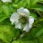Малина соблазнительная или тибетская,  Rubus illecebrosus - Малина соблазнительная или тибетская, Rubus illecebrosus 