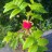 Малина соблазнительная или тибетская,  Rubus illecebrosus - Rubus illecebrosus