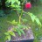 Малина соблазнительная или тибетская,  Rubus illecebrosus - Малина соблазнительная или тибетская, Rubus illecebrosus, саженец в контейнере.