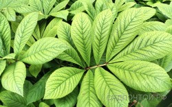 Роджерсия перистая, Rodgersia pinnata