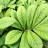 Роджерсия перистая, Rodgersia pinnata - Роджерсия перистая, Rodgersia pinnata, листья.