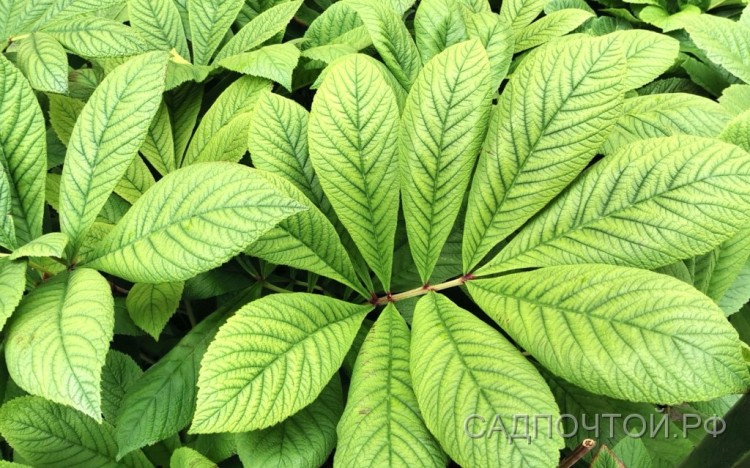 Роджерсия перистая, Rodgersia pinnata Мощный корневищный многолетник с крупными ажурными листьями и высокими цветоносами.
- Отличается от других видов роджерсии строением листьев - листовые пластинки расположены последовательно на горизонтальном продолжении вертикального черешка.
- Высота без цветоносов 50-70 см, с цветами 90-100 см 
- Цветение конец июня-июль.
- Цветы белые в больших метельчатых соцветиях.
- Зимостойка без укрытия.
- Размножается делением весной и осенью.


