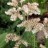 Роджерсия перистая, Rodgersia pinnata - Роджерсия перистая, Rodgersia pinnata, соцветие.