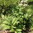 Роджерсия перистая, Rodgersia pinnata - Роджерсия перистая, Rodgersia pinnata