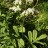 Роджерсия перистая, Rodgersia pinnata - Роджерсия перистая, Rodgersia pinnata, в саду.