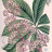 Роджерсия перистая, Rodgersia pinnata, ботанический рисунок. Роджерсия перистая, Rodgersia pinnata - Роджерсия перистая, Rodgersia pinnata, ботанический рисунок.