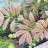 Роджерсия перистая, Rodgersia pinnata, листья весной. Роджерсия перистая, Rodgersia pinnata - Роджерсия перистая, Rodgersia pinnata, листья весной.