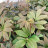 Роджерсия перистая, Rodgersia pinnata весной. Роджерсия перистая, Rodgersia pinnata - Роджерсия перистая, Rodgersia pinnata весной.